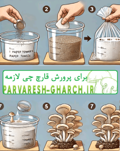 پرورش قارچ با دستمال کاغذی