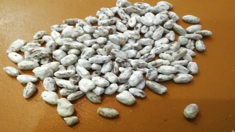 بذر قارچ چیست
