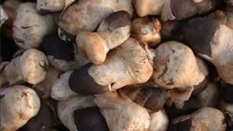 خرید بذر قارچ دنبلان