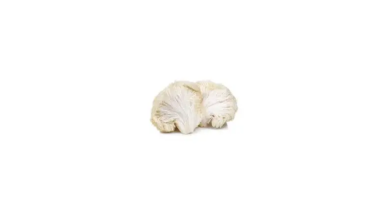 خرید بذر قارچ یال شیر