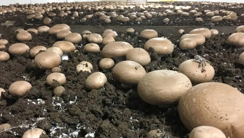 دمای داخل کمپوست قارچ