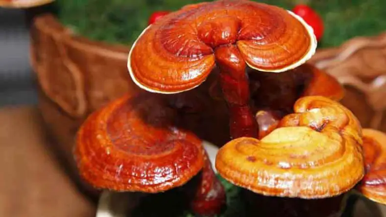 دوره آموزشی پرورش قارچ گانودرما