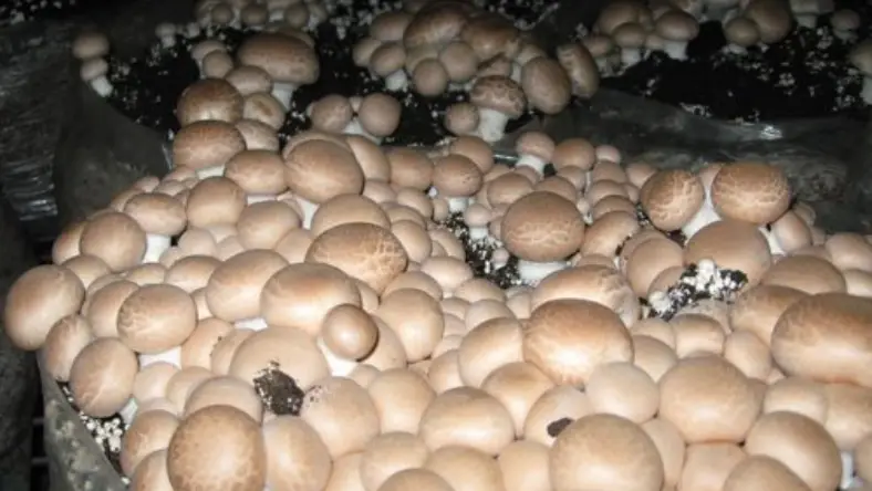 علت خوشه ای شدن قارچ دکمه ای