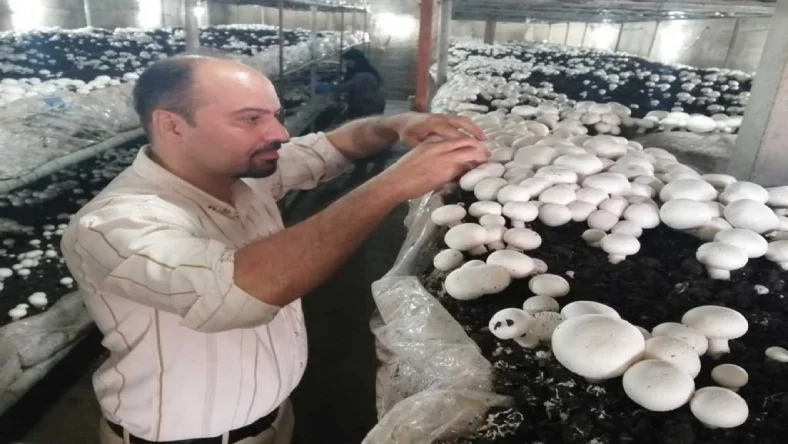 هزینه پرورش قارچ در اتاق 12 متری