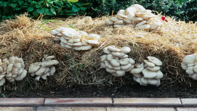 پرورش قارچ به روش سنتی