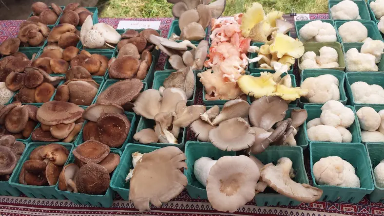 پرورش قارچ در گلخانه یا فضای باز
