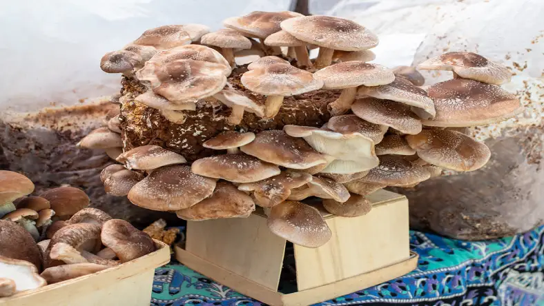 کنترل دما و رطوبت سالن پرورش قارچ