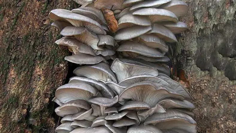 انواع قارچ دارویی