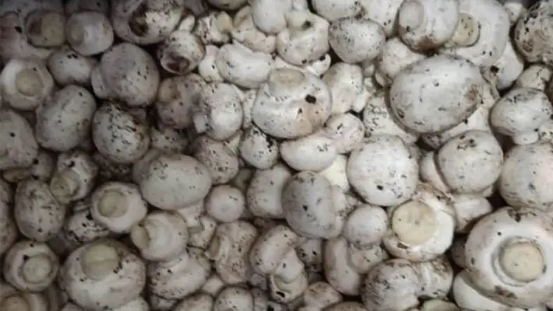 تشخیص قارچ خراب با نمک