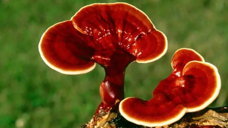 تشخیص قارچ گانودرما اصل