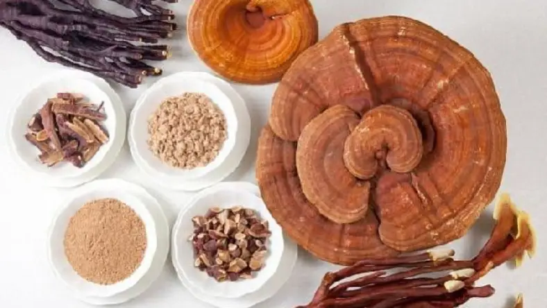خرید بذر قارچ گانودرما