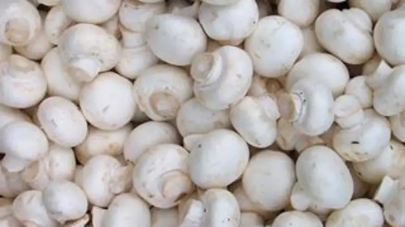 دوره پرورش قارچ فنی حرفه ای مشهد