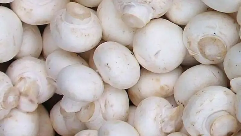 سم قارچ دکمه ای