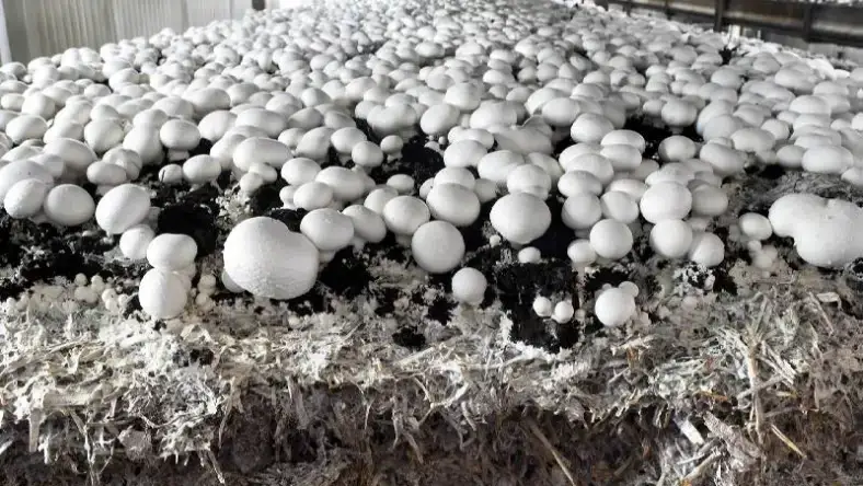 فلش سوم قارچ دکمه ای