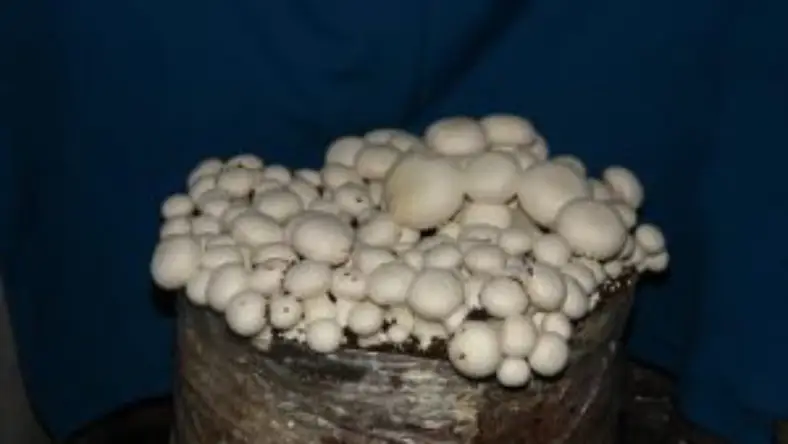 پرورش قارچ در گلخانه پلاستیکی