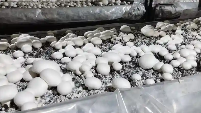 آموزش پرورش قارچ در گرگان
