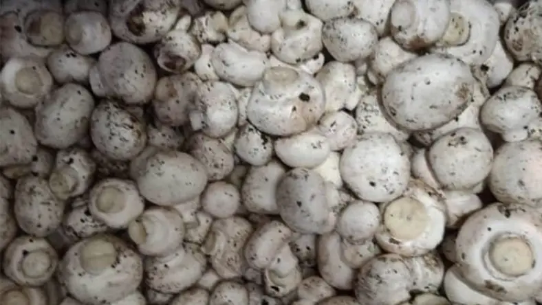 از کجا بفهمیم قارچ خراب شده