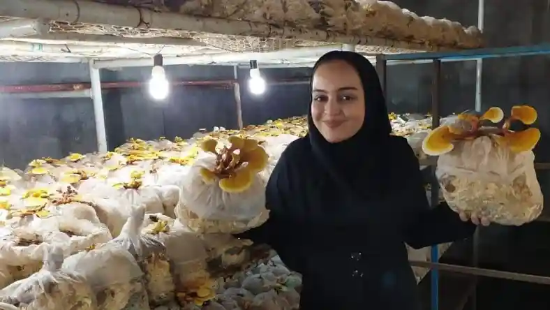 افراد موفق در پرورش قارچ