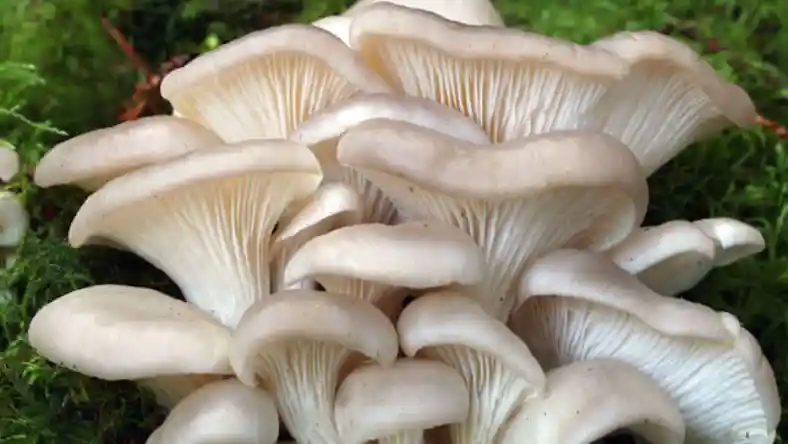 دوره پرورش قارچ جهاد کشاورزی مشهد