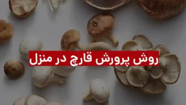 ساده ترین روش تولید قارچ در منزل