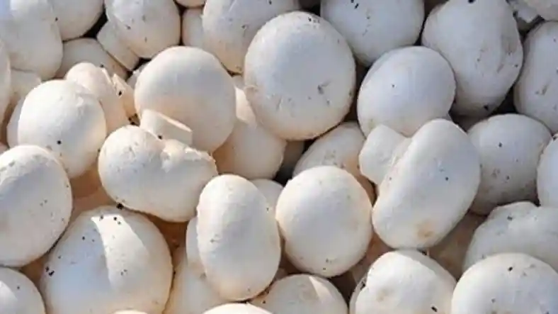 فروش قارچ در مشهد