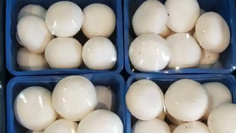 مراحل بسته بندی قارچ