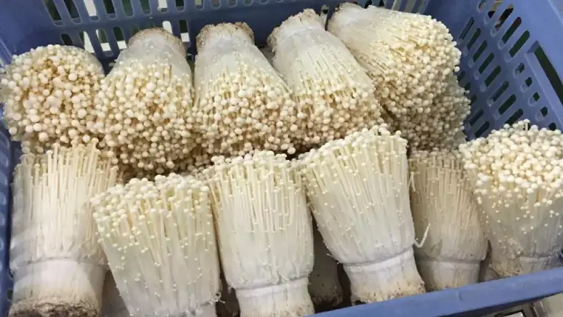 پرورش قارچ انوکی