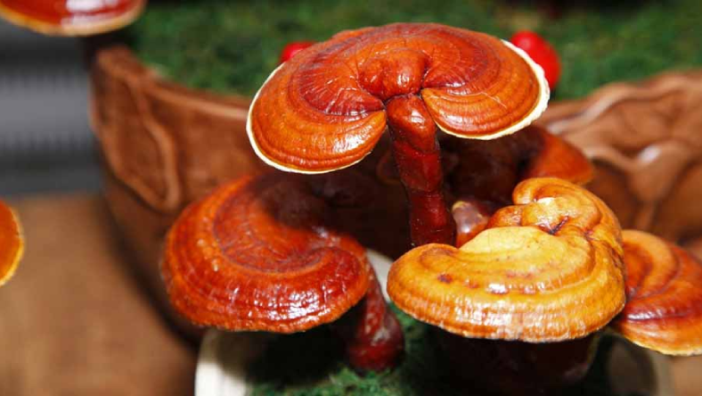 قارچ دارویی گانودرما لوسیدوم