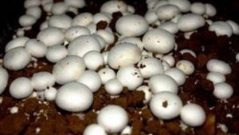 خرید اینترنتی کمپوست قارچ دکمه ای