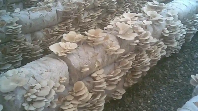 دوره پرورش قارچ جهاد کشاورزی اصفهان