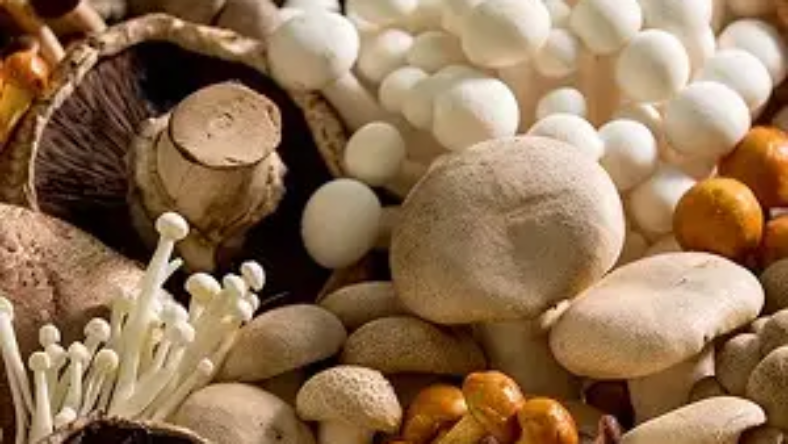 قارچ چند روزه در میاد