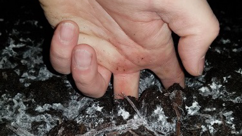 ککینگ در پرورش قارچ
