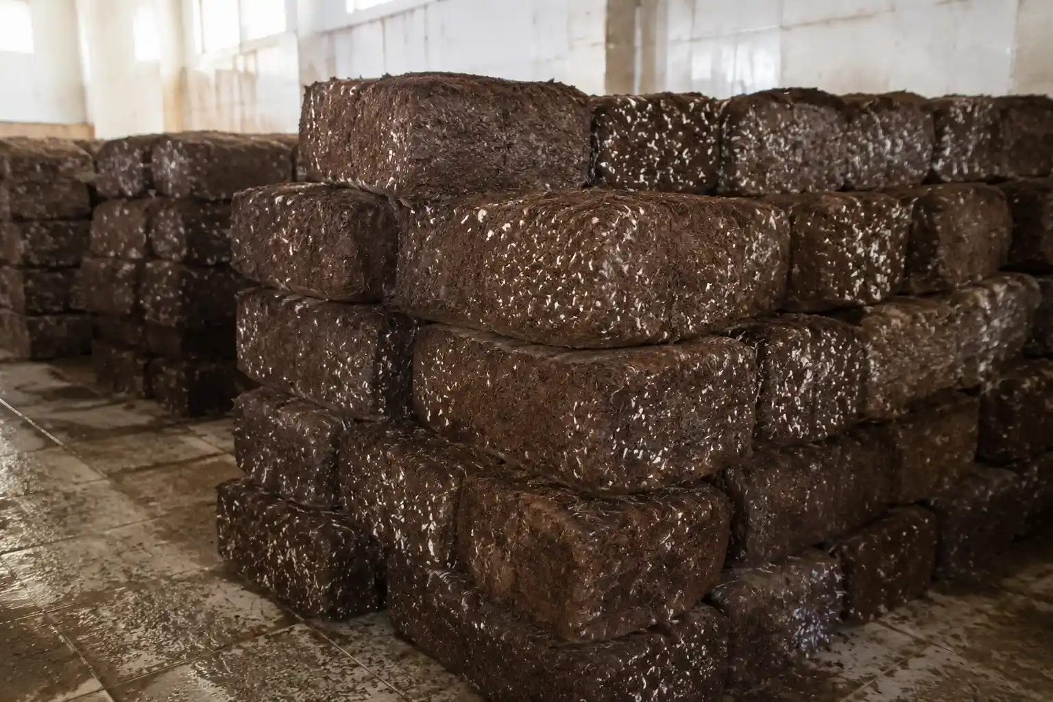 عکس کمپوست قارچ