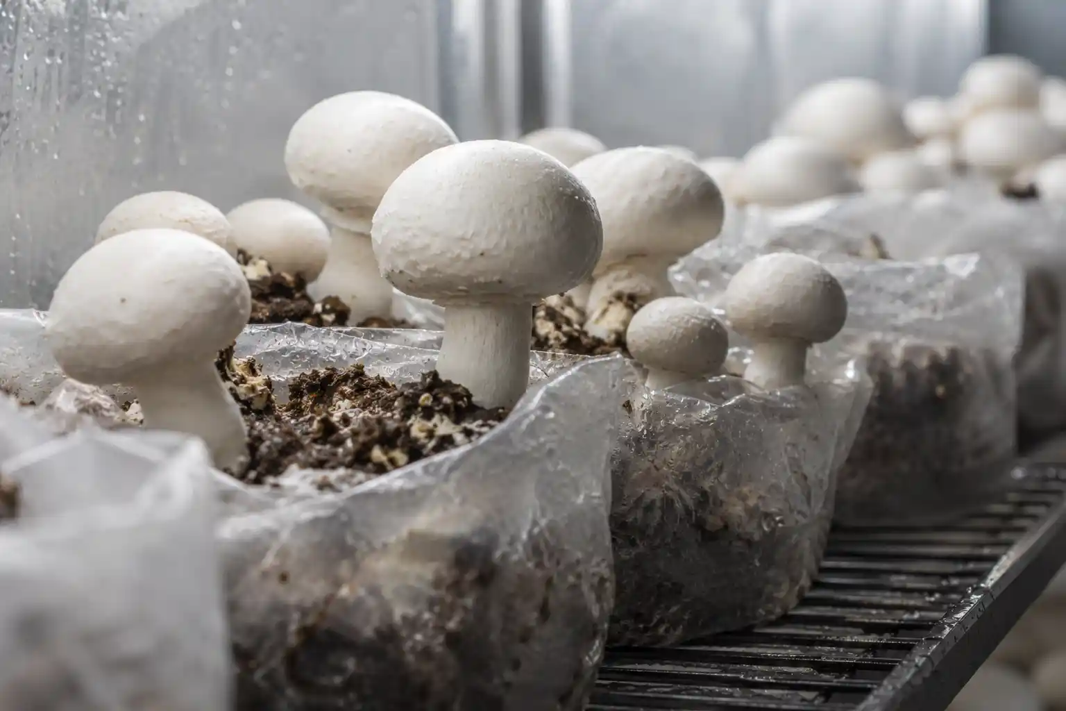 درآمد تولید قارچ