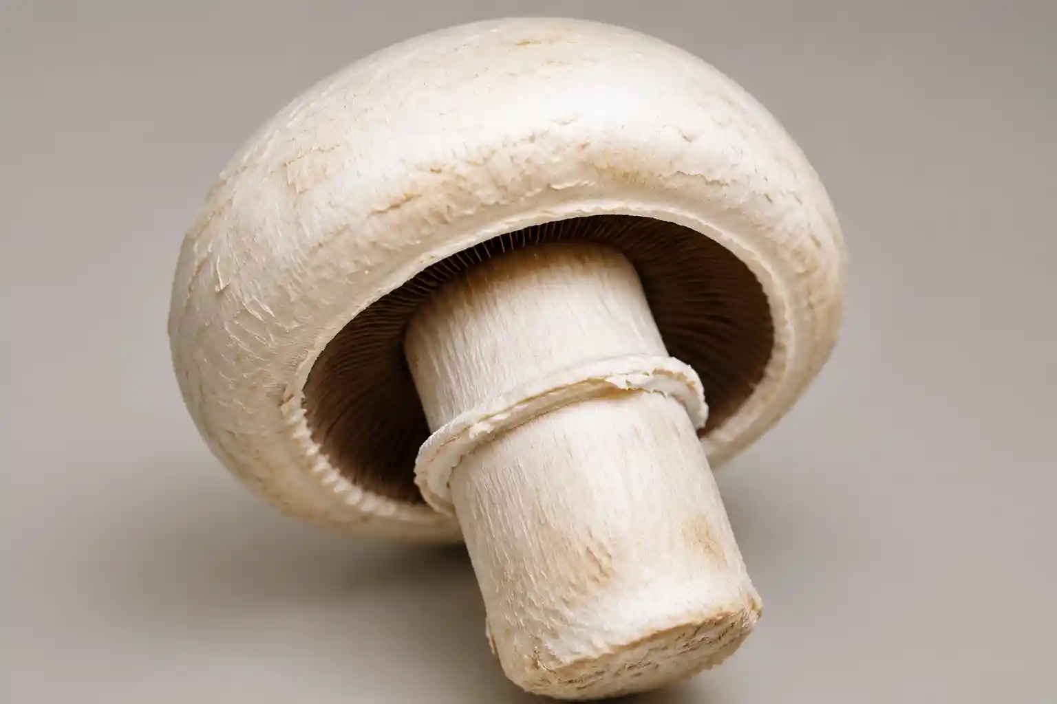 قارچ گیاه کما