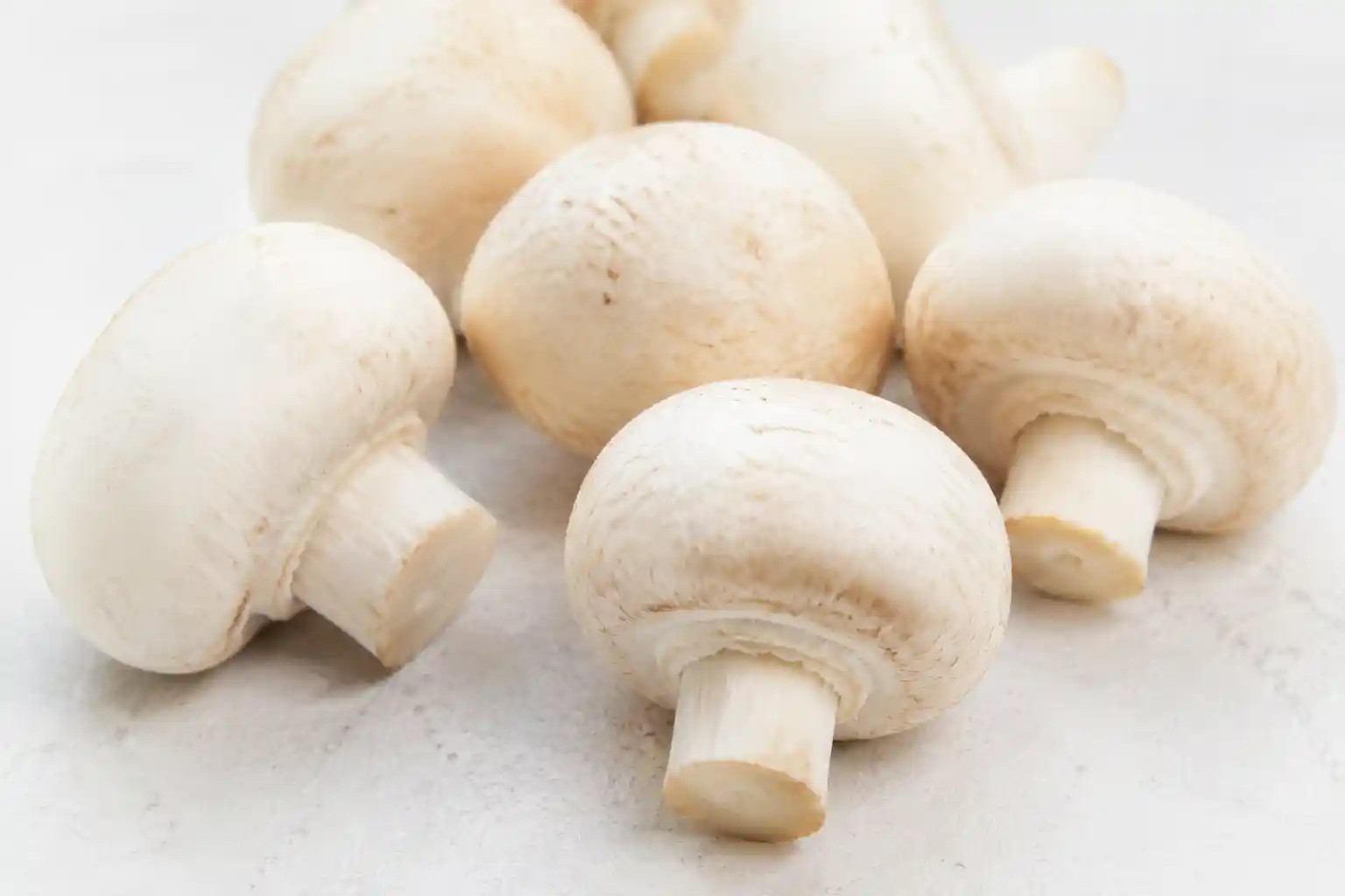 قارچ گیاهی خوراکی