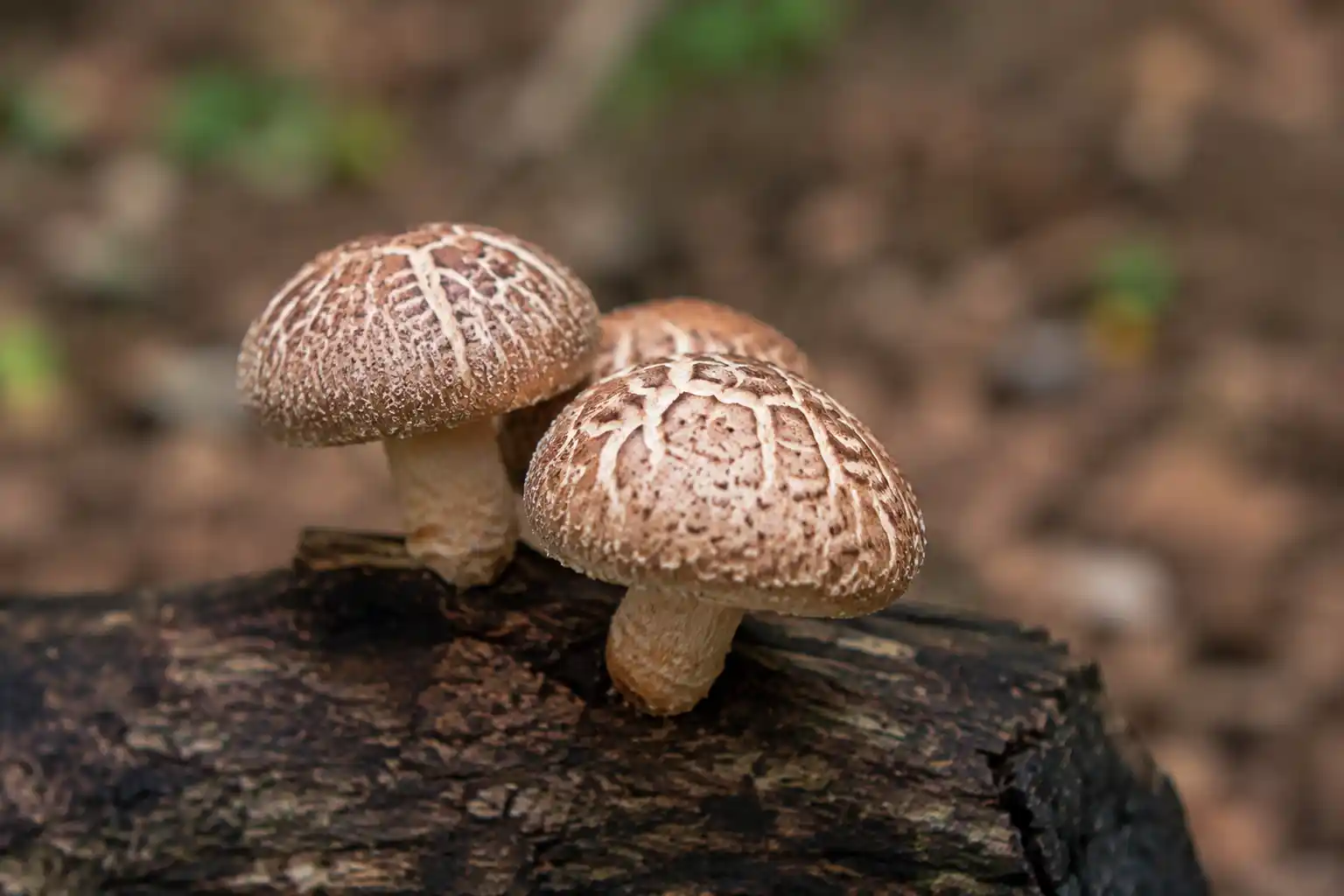 قارچ دکمه ای قهوه ای