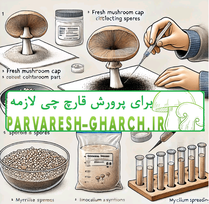 پرورش قارچ بدون بذر (کشت قارچ با هاگ یا اسپور )