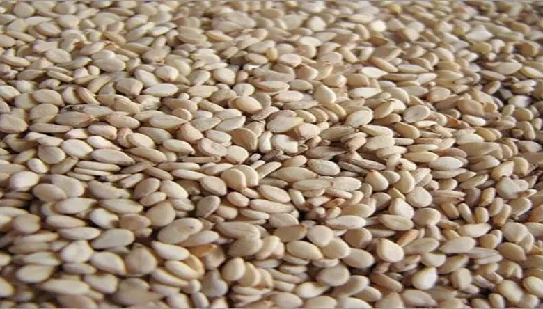 بذر قارچ چیست
