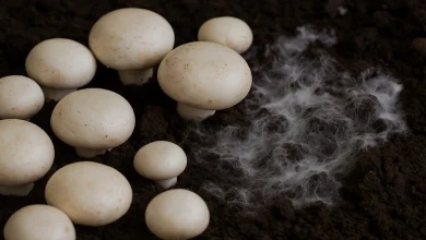 بیماری تار عنکبوتی قارچ