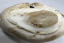 دلیل نرم بودن کلاهک قارچ
