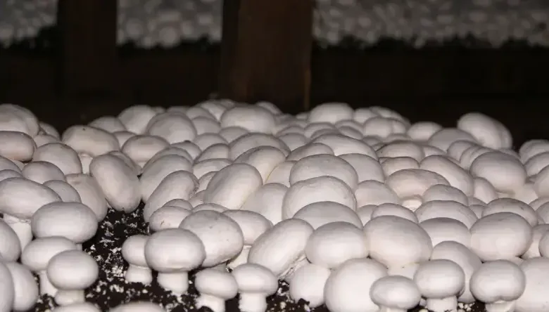 دمای پرورش قارچ دکمه ای