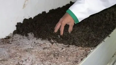 زمان شوک دهی قارچ دکمه ای
