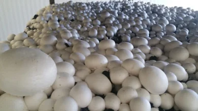 معایب پرورش قارچ