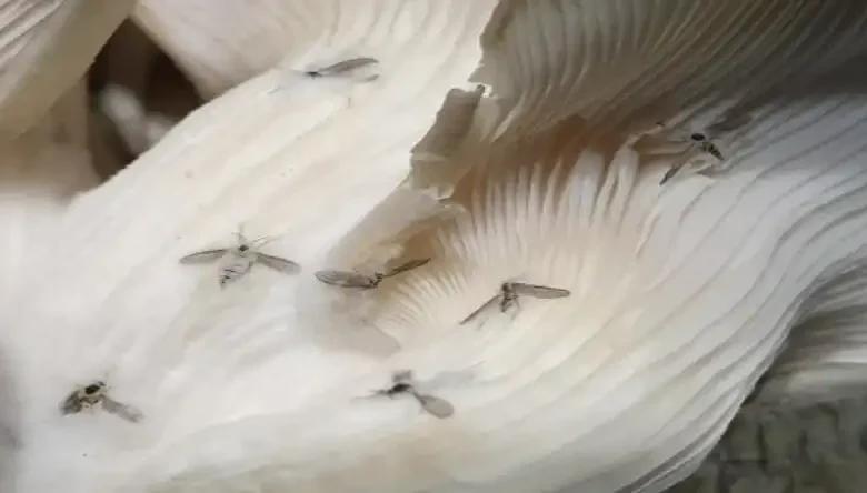 مگس قارچ