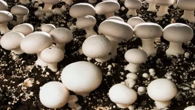 پرورش قارچ به روش سنتی