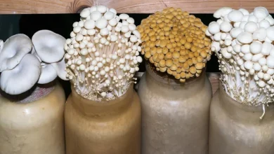 پرورش قارچ در بطری