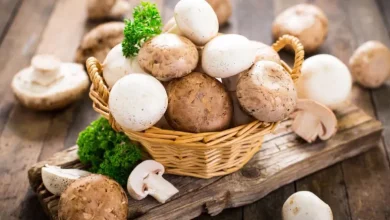 پرورش قارچ در منزل از صفر تا صد