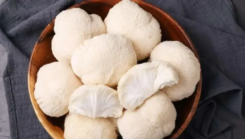 آموزش پرورش قارچ یال شیر