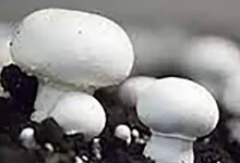 اجاره سالن پرورش قارچ در شهریار